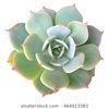 flor42744